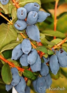 camerisier-borealbeast3