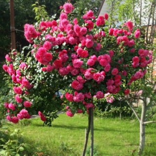 ce3a9f53cf54fe35d26137fa78f10f60