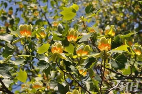 cfd05d2ab84927a2d9d79f22b9c7d4de557933f3