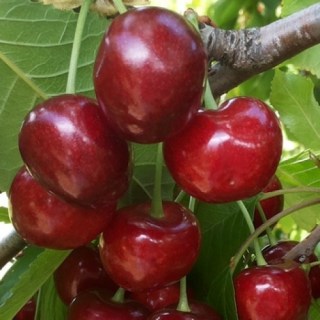 chereshnia-krupnoplodnaia-temno-krasnaia-500x500