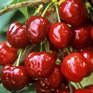 chereshnya-krupnoplodnaya