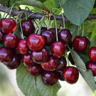 chereshnya-svitkhart