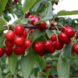 chereshnya_donetskaya_krasavitsa-75614093368252