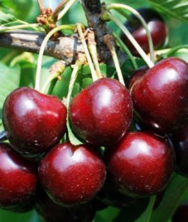 chereshnya_karesova-36117762451370