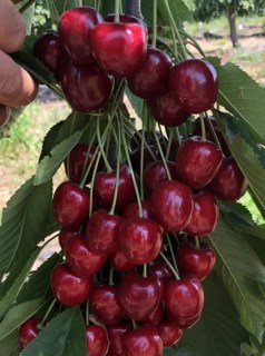 cherry-skeena-nursery-plant-brand-fyto-sapling-trees-seedling-sweet
