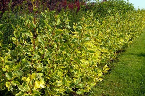 cornus-alba-gouchaultii-3