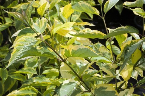 cornus_alba_gouchaultii-01