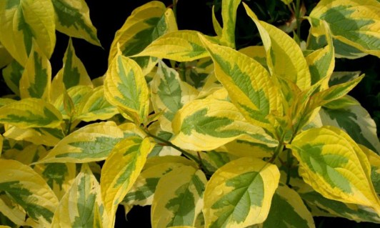 cornus_alba_gouchaultii-04