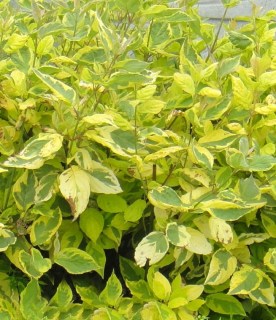 cornus_alba_gouchaultii
