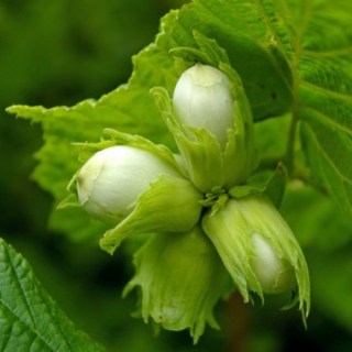 Фундук Косфорд [2-летний с открытой корневой системой]