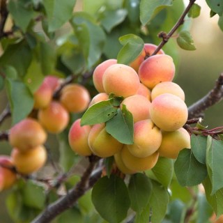 cot-n-candy-aprium-01