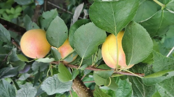 cot-n-candy-aprium-03