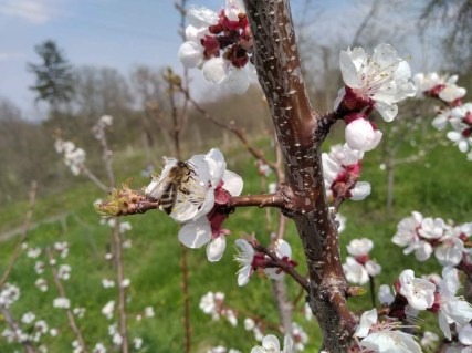 cot-n-candy-aprium-04