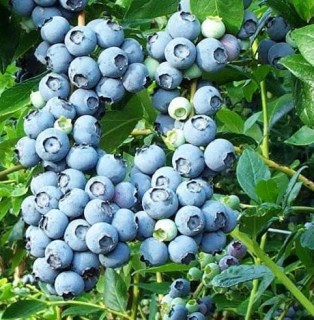 Лохина (голубика) Блюкроп (bluecrop)