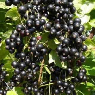 d67fac63-6360-11e6-b49a-902b344498c0_3b258862-d20d-11e9-80c7-902b344498c087