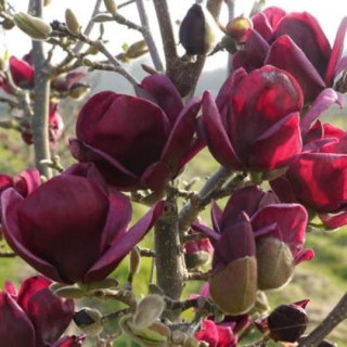 Магнолия Блэк Тюлип (Black Tulip)