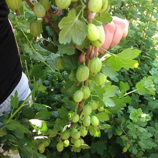 d935e31254655c9dcd99a45b473023d3