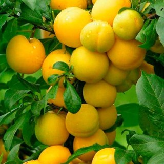 d9e897b32bea3f2b5e461a11f14cc9ae