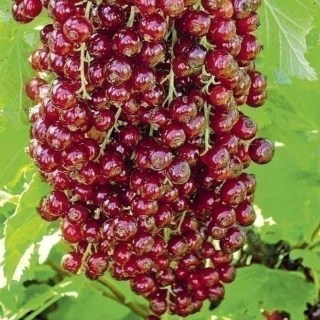 da3c6bb3593d50748cbce9c11b220a98801b75eb