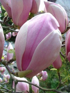 dd70d486ff8535b3c8576e6633cdc1bb