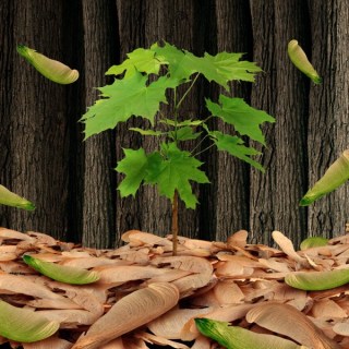 depositphotos_77312122-stock-photo-seed-concept