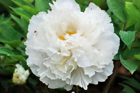 Піон деревовидний Cai Hui (білий, сіянець)