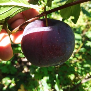 diploidnaja-sliva-automn-glo-1