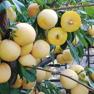 diploidnaja-sliva-to-che-san-3
