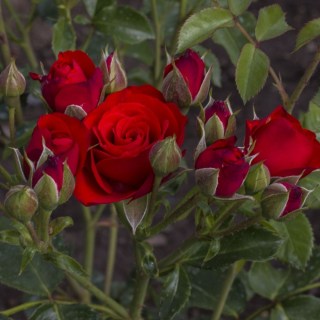 e0fb7dedd1c1c5dd5379f1e687b8158c