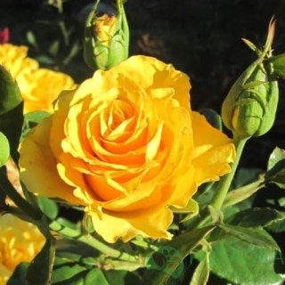 e97b454fa65eba3a6688181e109b994a