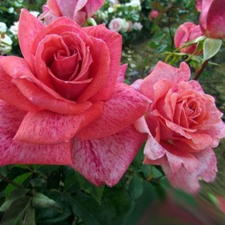 ec471b0f26f48b7da48107ce6a1d6bf3