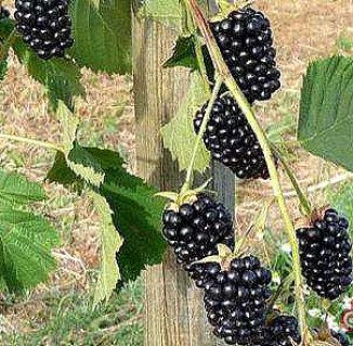 ejevika-chief-joseph-b