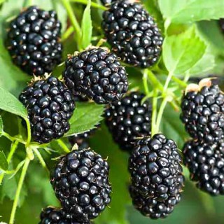 ejevika-remontantnaya-ruben2