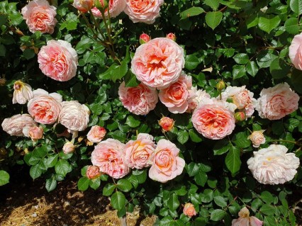 Троянда паркова англійська Абрахам Дербі (Abraham Darby) [контейнер 2л.]