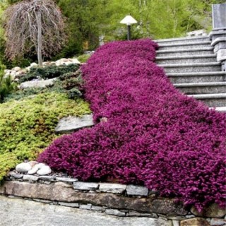 erika-darlenskaya-erica-darl-kramer-s-rote