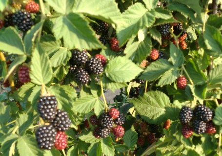 ezhevika-tornfri-thornfree