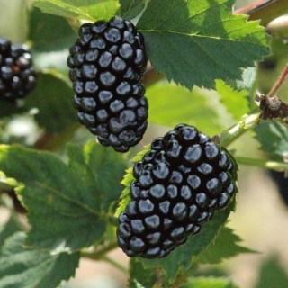 ezhevikanatchezopisaniexarakteristikaotz_7BE7FB0A