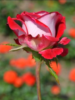 f2c103fee82aceb74dd70ccb4c77acf9