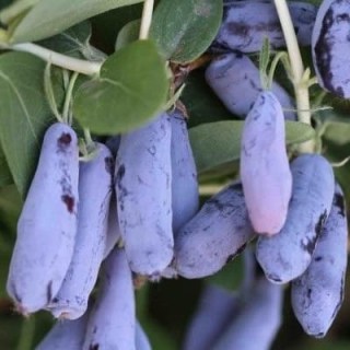 fac80ab5c32c9615406dc4a1630094cf30