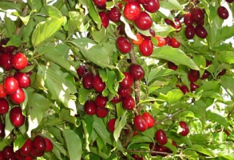 fc4a451b00a9a70daadf462ee6c00fe2