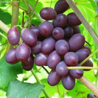 fcd6065b6b3688e4ca8b4b2861f29c9e