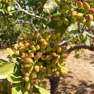 fistashka-gornaya-zhemchuzhina-02