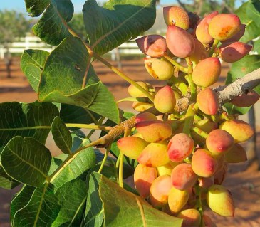 fistashka-kirgizskaya-01