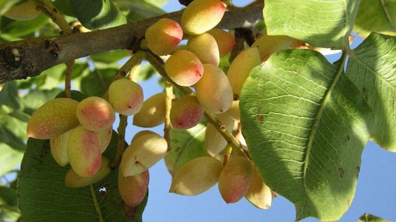 fistashka-kirgizskaya-02