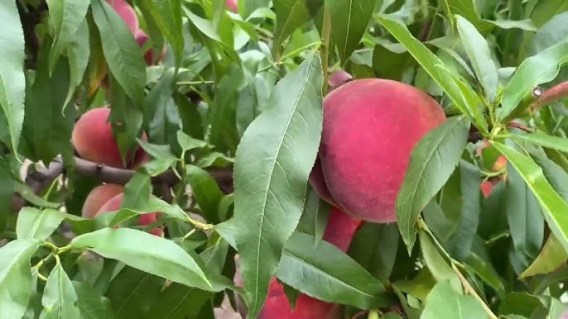 fleming_fyuri_pf_11-02