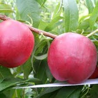 Нектарин Флеминг Ф'юри PF-11 (Flamin Fury PF 11)