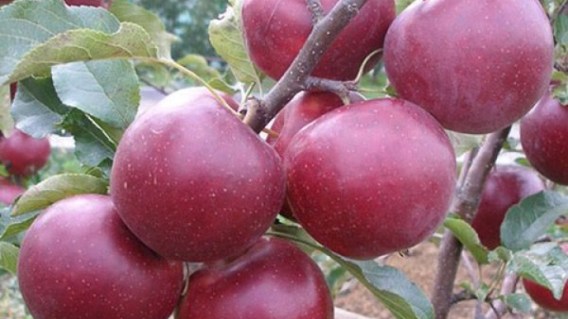 florina_0
