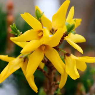 forzitsiya-tetraployidna-01