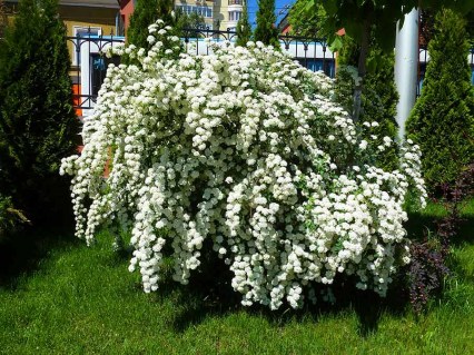 Спирея Вангутта (Невеста)