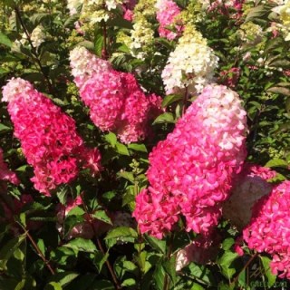 Гортензия метельчатая Фрайз Мельба (Fraise Melba)